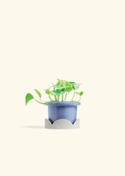 Pothos 'Marble Queen', Small -Home Living Store POTHOS MARBLEQUEEN 4 FATLIP BLUE TRAY BEIGE 4 bckgrnd cream
