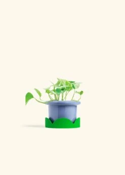 Pothos 'Marble Queen', Small -Home Living Store POTHOS MARBLEQUEEN 4 FATLIP BLUE TRAY GREEN 4 bckgrnd cream