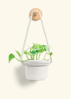 Pothos 'Marble Queen', Small -Home Living Store POTHOS MARBLEQUEEN 4 FATLIP OAT 4 ROP RTD CREAM 4 bckgrnd cream