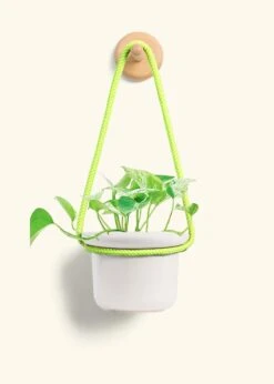 Pothos 'Marble Queen', Small -Home Living Store POTHOS MARBLEQUEEN 4 FATLIP OAT 4 ROP RTD LIME 4 bckgrnd cream