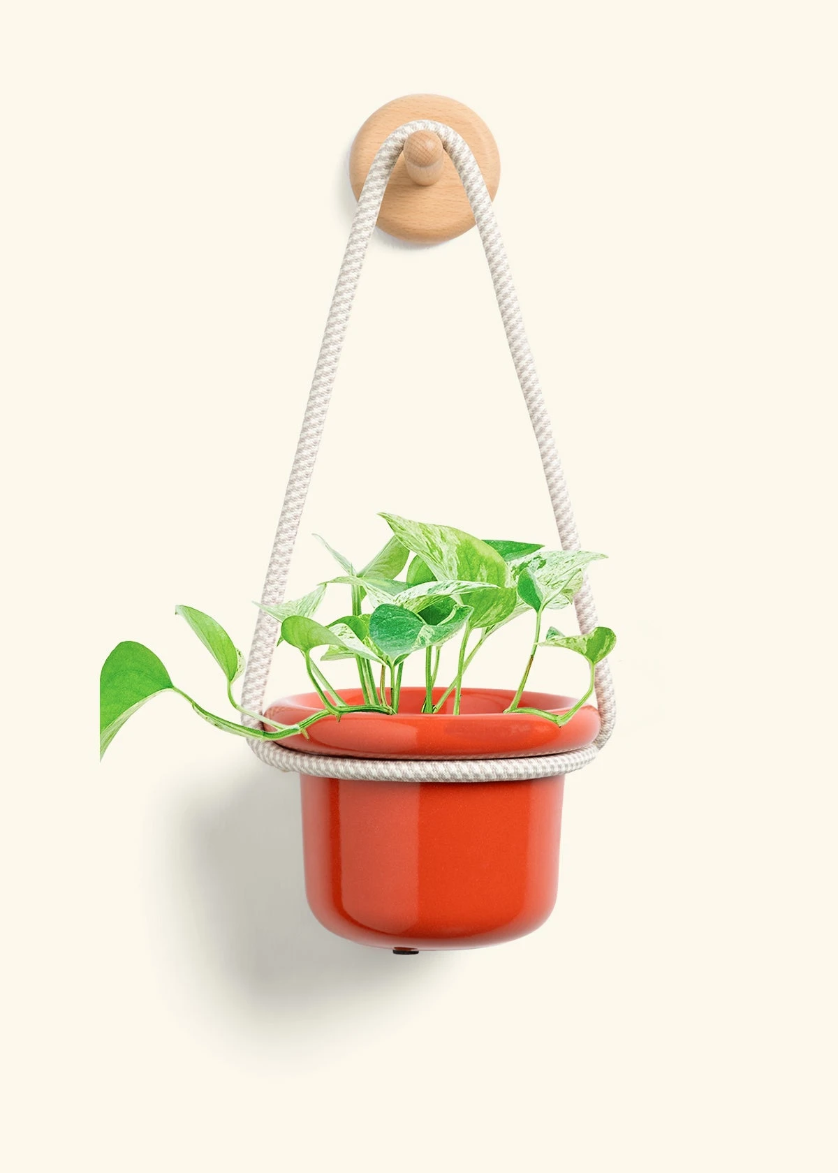 Pothos 'Marble Queen', Small - Image 8