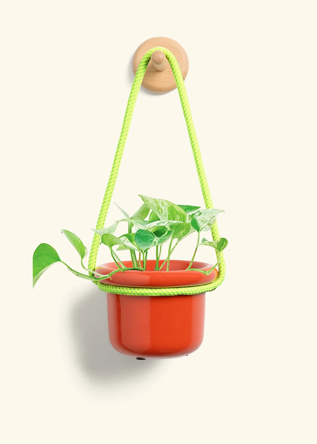 Pothos 'Marble Queen', Small - Image 9