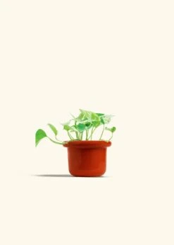 Pothos 'Marble Queen', Small -Home Living Store POTHOS MARBLEQUEEN 4 FATLIP RED 4 bckgrnd cream