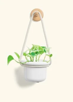 Pothos 'Marble Queen', Small -Home Living Store POTHOS MARBLEQUEEN 4 FATLIP WHITE 4 ROP RTD CREAM 4 bckgrnd cream