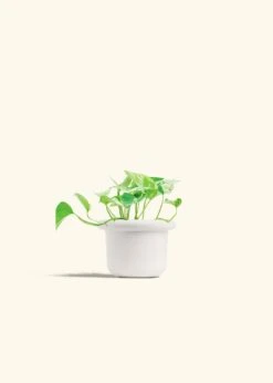 Pothos 'Marble Queen', Small -Home Living Store POTHOS MARBLEQUEEN 4 FATLIP WHITE 4 bckgrnd cream
