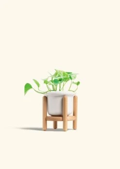 Pothos 'Marble Queen', Small -Home Living Store POTHOS MARBLEQUEEN 4 FATLIP WHITE STAND 4 bckgrnd cream