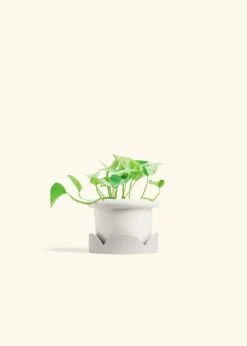 Pothos 'Marble Queen', Small -Home Living Store POTHOS MARBLEQUEEN 4 FATLIP WHITE TRAY BEIGE 4 bckgrnd cream