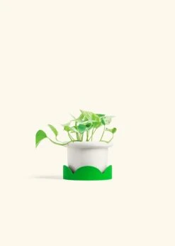 Pothos 'Marble Queen', Small -Home Living Store POTHOS MARBLEQUEEN 4 FATLIP WHITE TRAY GREEN 4 bckgrnd cream