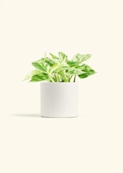 Pothos 'Marble Queen', Medium -Home Living Store POTHOS MARBLEQUEEN 6 CLASSIC WHITE 6 bckgrnd cream 21e7e004 fb0e 4e0b beb0 330c85b54ae4