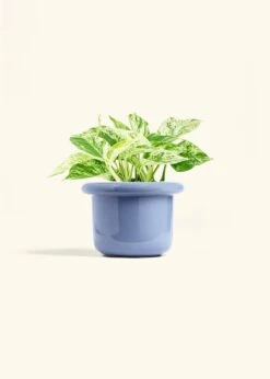 Pothos 'Marble Queen', Medium -Home Living Store POTHOS MARBLEQUEEN 6 FATLIP BLUE 6 bckgrnd cream 0a69f18b 1771 4a51 a775 22dd8751ea9a