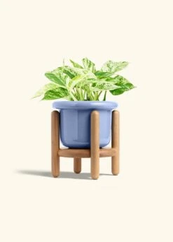 Pothos 'Marble Queen', Medium -Home Living Store POTHOS MARBLEQUEEN 6 FATLIP BLUE STAND 6 bckgrnd cream 3c67405a 8c46 4df6 8b23 e7cd319c6f58