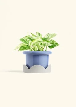 Pothos 'Marble Queen', Medium -Home Living Store POTHOS MARBLEQUEEN 6 FATLIP BLUE TRAY BEIGE 6 bckgrnd cream ad28efc1 31c4 4669 a887 d78de5f6e6e6