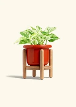 Pothos 'Marble Queen', Medium -Home Living Store POTHOS MARBLEQUEEN 6 FATLIP RED STAND 6 bckgrnd cream aeac8d20 4146 495d 8db9 bc0830d4b804