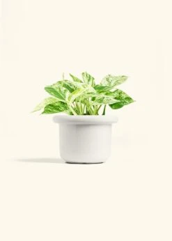 Pothos 'Marble Queen', Medium -Home Living Store POTHOS MARBLEQUEEN 6 FATLIP WHITE 6 bckgrnd cream c63448db 0838 4003 9fc0 fa0abb31e3e2