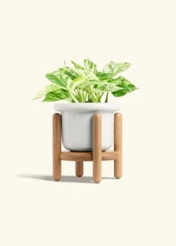 Pothos 'Marble Queen', Medium -Home Living Store POTHOS MARBLEQUEEN 6 FATLIP WHITE STAND 6 bckgrnd cream 4103fd42 446b 4412 970a d356a88db612