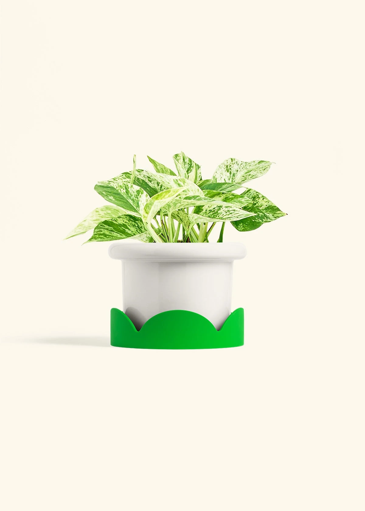 Pothos 'Marble Queen', Medium - Image 5