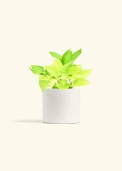 Neon Pothos, Medium 40 Neon Pothos, Medium -Home Living Store POTHOS NEON 6 CLASSIC WHITE 6 bckgrnd Cream
