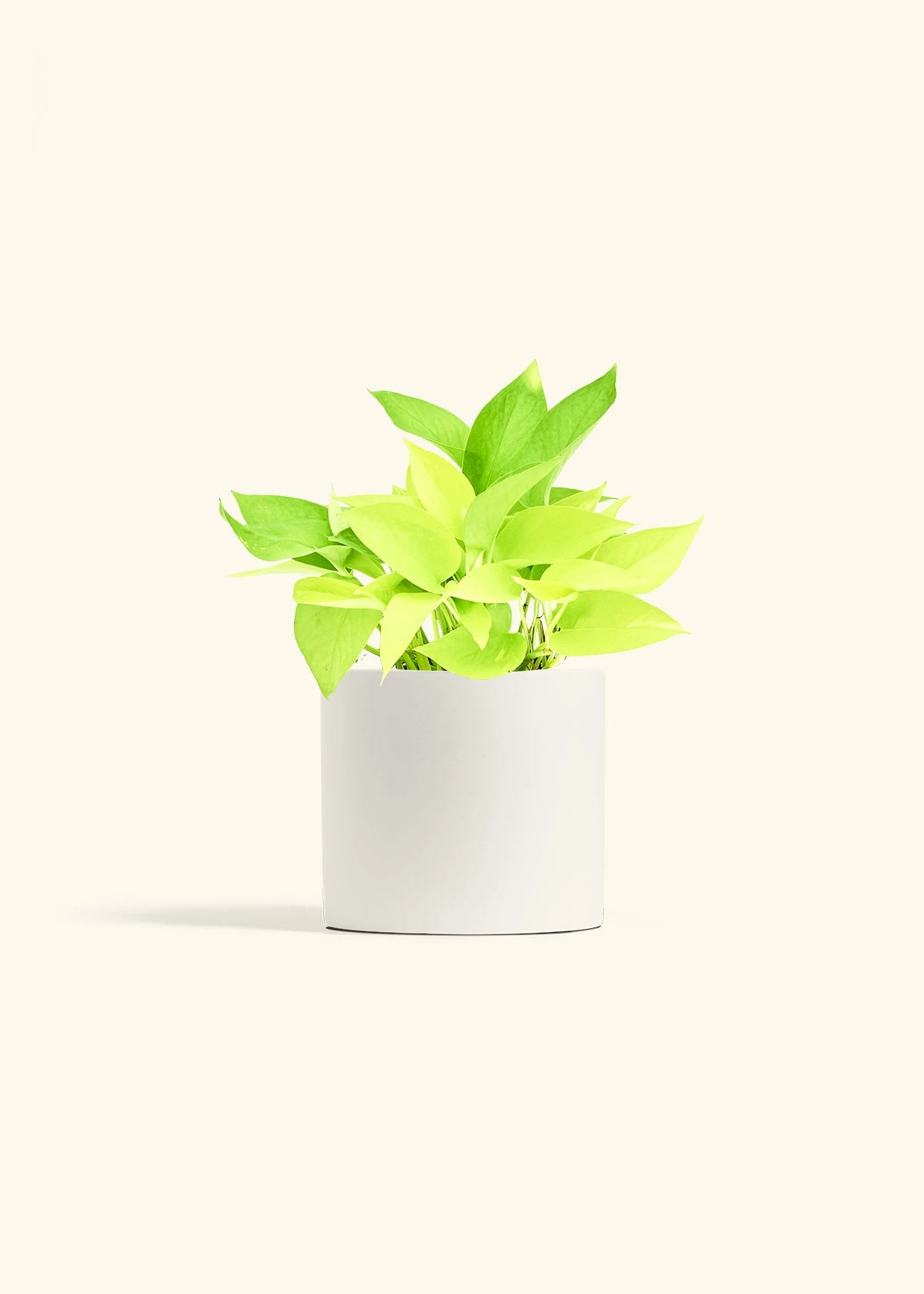 Neon Pothos, Medium 21 Neon Pothos, Medium - Image 19