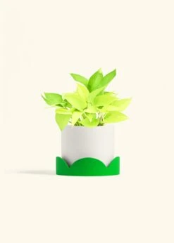 Neon Pothos, Medium 41 Neon Pothos, Medium -Home Living Store POTHOS NEON 6 CLASSIC WHITE TRAY GREEN 6 bckgrnd Cream