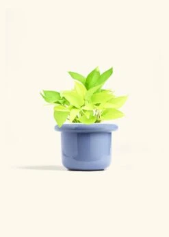 Neon Pothos, Medium 28 Neon Pothos, Medium -Home Living Store POTHOS NEON 6 FATLIP BLUE 6 bckgrnd Cream