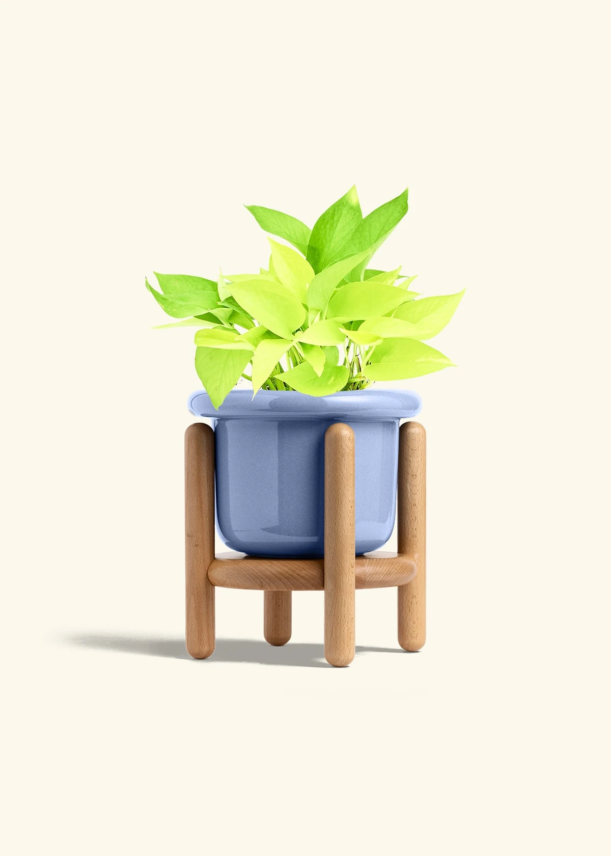 Neon Pothos, Medium 12 Neon Pothos, Medium - Image 10