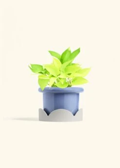 Neon Pothos, Medium 30 Neon Pothos, Medium -Home Living Store POTHOS NEON 6 FATLIP BLUE TRAY BEIGE 6 bckgrnd Cream