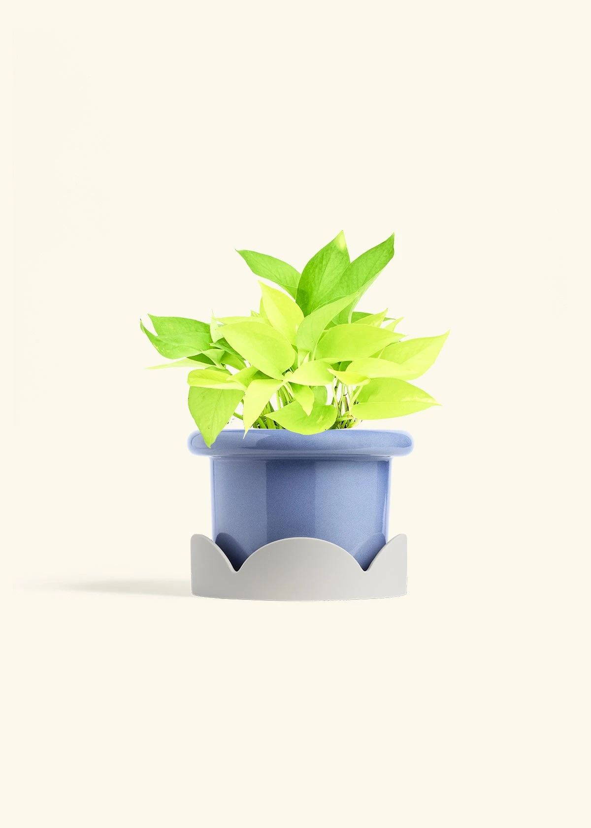 Neon Pothos, Medium 11 Neon Pothos, Medium - Image 9