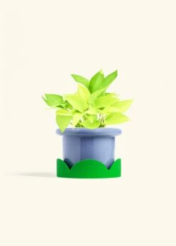 Neon Pothos, Medium 29 Neon Pothos, Medium -Home Living Store POTHOS NEON 6 FATLIP BLUE TRAY GREEN 6 bckgrnd Cream