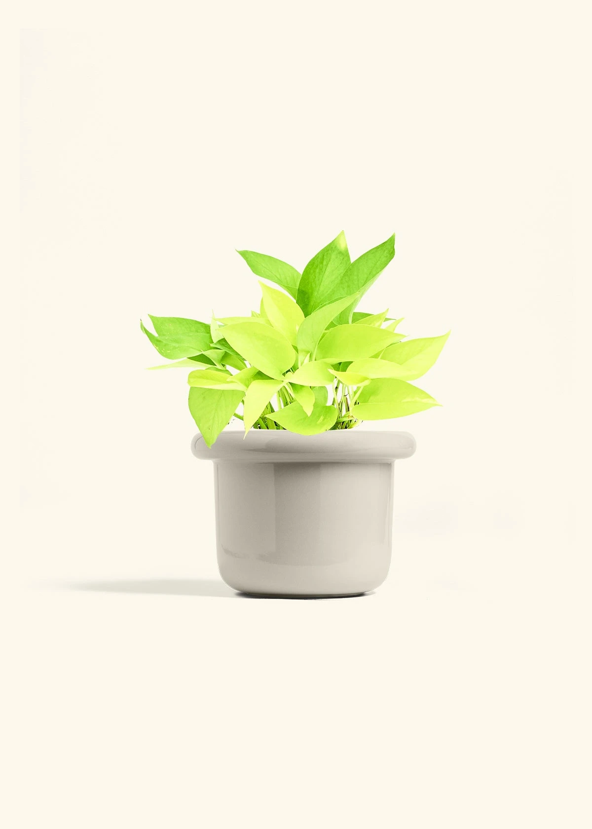 Neon Pothos, Medium 17 Neon Pothos, Medium - Image 15