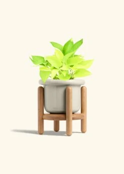 Neon Pothos, Medium 39 Neon Pothos, Medium -Home Living Store POTHOS NEON 6 FATLIP OAT STAND 6 bckgrnd Cream