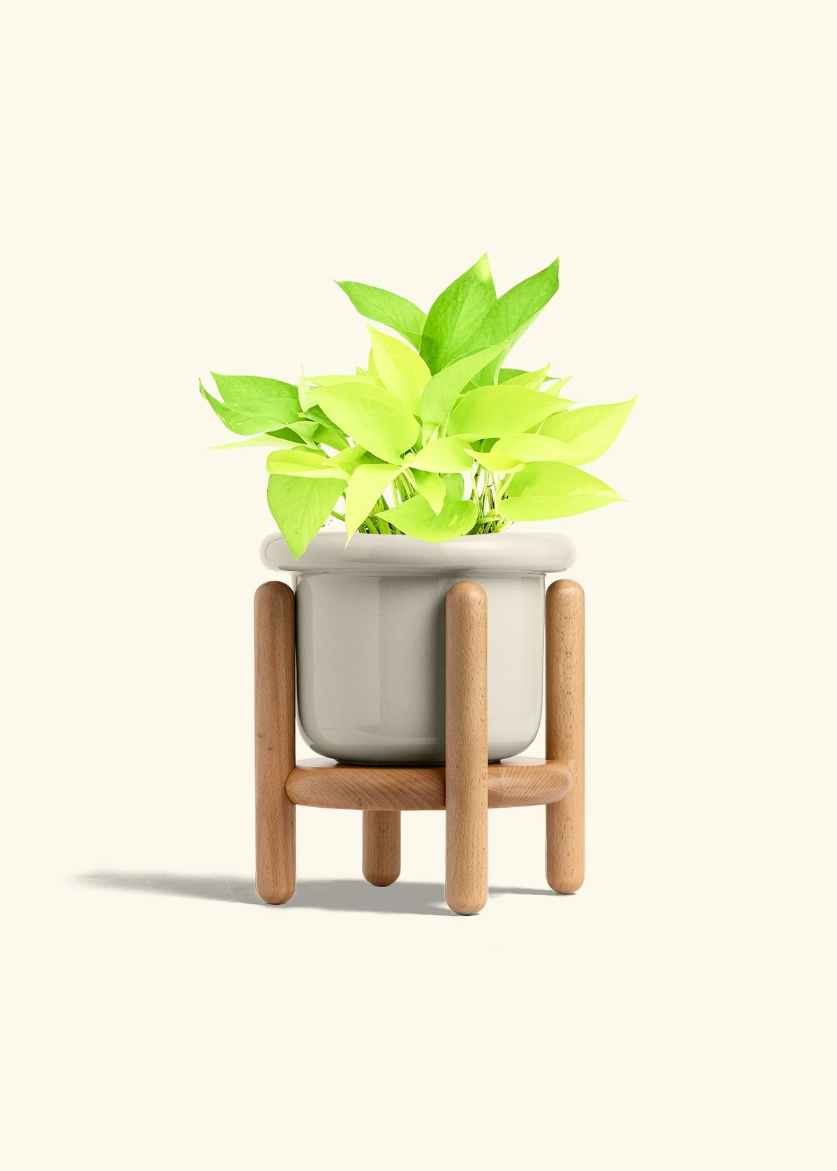 Neon Pothos, Medium 20 Neon Pothos, Medium - Image 18