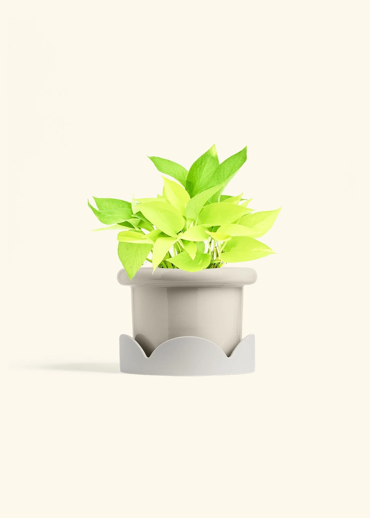 Neon Pothos, Medium 19 Neon Pothos, Medium - Image 17