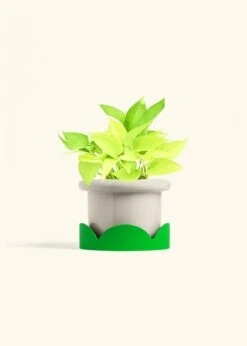 Neon Pothos, Medium 37 Neon Pothos, Medium -Home Living Store POTHOS NEON 6 FATLIP OAT TRAY GREEN 6 bckgrnd Cream