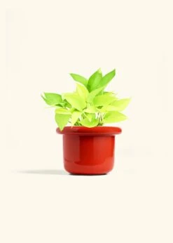 Neon Pothos, Medium 32 Neon Pothos, Medium -Home Living Store POTHOS NEON 6 FATLIP RED 6 bckgrnd Cream
