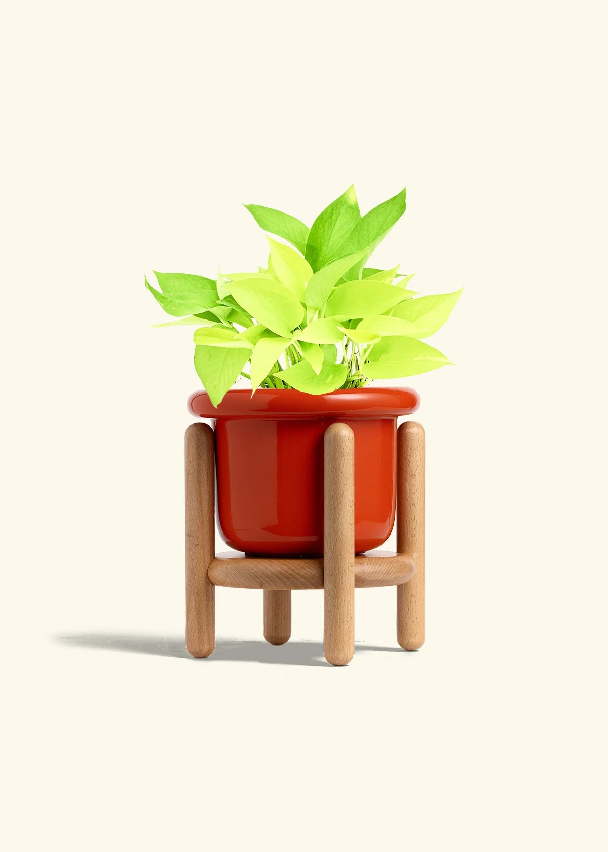 Neon Pothos, Medium 16 Neon Pothos, Medium - Image 14