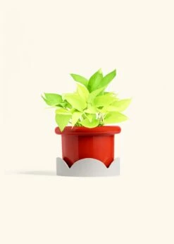 Neon Pothos, Medium 34 Neon Pothos, Medium -Home Living Store POTHOS NEON 6 FATLIP RED TRAY BEIGE 6 bckgrnd Cream
