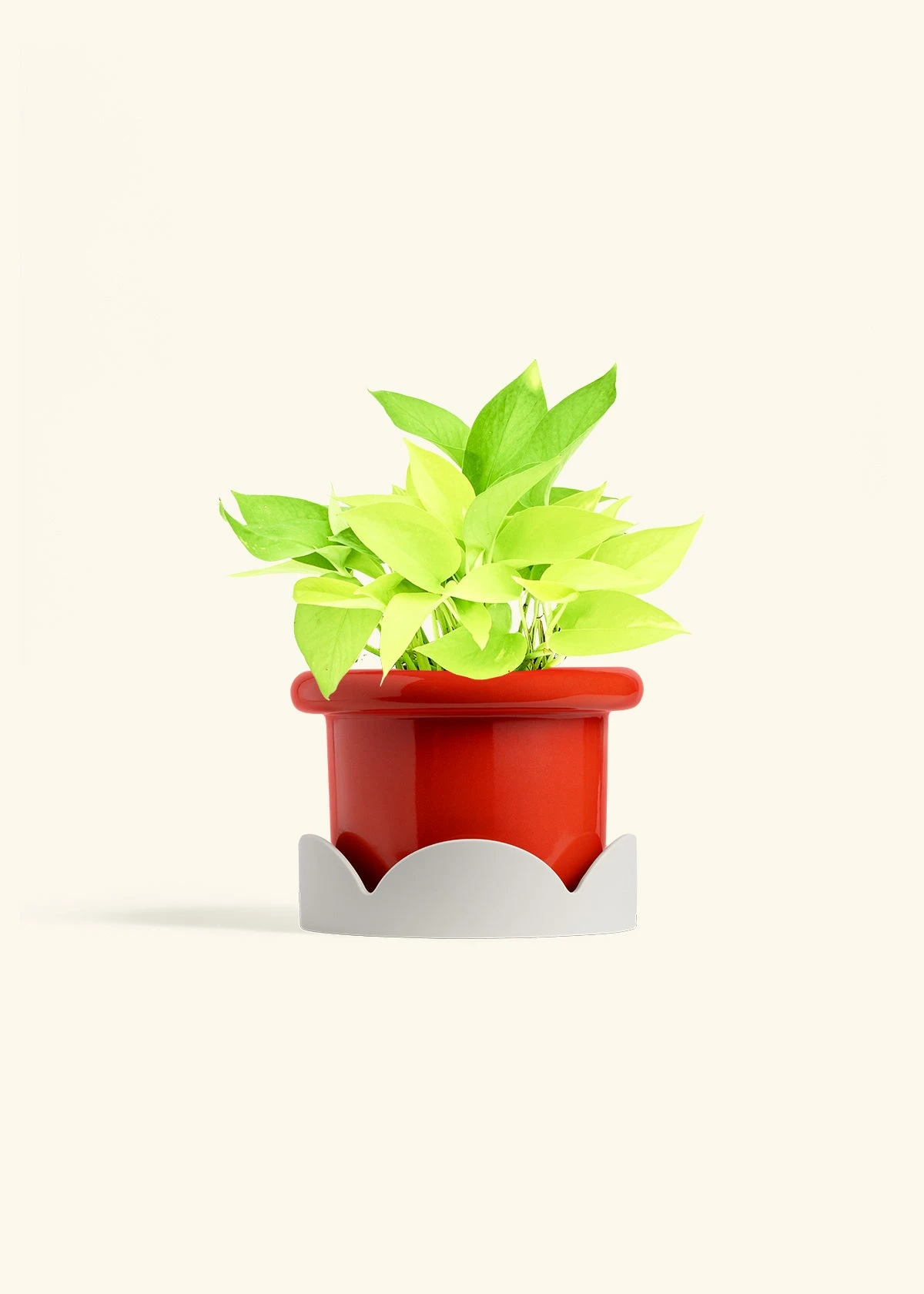 Neon Pothos, Medium 15 Neon Pothos, Medium - Image 13