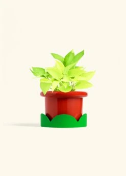Neon Pothos, Medium 33 Neon Pothos, Medium -Home Living Store POTHOS NEON 6 FATLIP RED TRAY GREEN 6 bckgrnd Cream