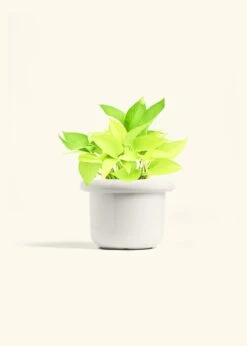 Neon Pothos, Medium 24 Neon Pothos, Medium -Home Living Store POTHOS NEON 6 FATLIP WHITE 6 bckgrnd Cream