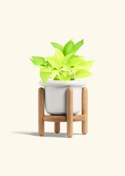 Neon Pothos, Medium 27 Neon Pothos, Medium -Home Living Store POTHOS NEON 6 FATLIP WHITE STAND 6 bckgrnd Cream