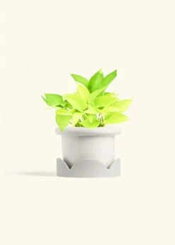 Neon Pothos, Medium 26 Neon Pothos, Medium -Home Living Store POTHOS NEON 6 FATLIP WHITE TRAY BEIGE 6 bckgrnd Cream