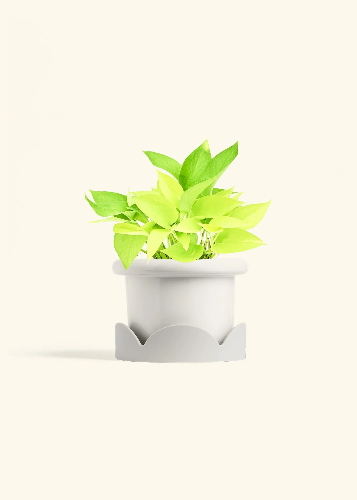 Neon Pothos, Medium 7 Neon Pothos, Medium - Image 5