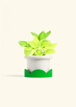 Neon Pothos, Medium 25 Neon Pothos, Medium -Home Living Store POTHOS NEON 6 FATLIP WHITE TRAY GREEN 6 bckgrnd Cream