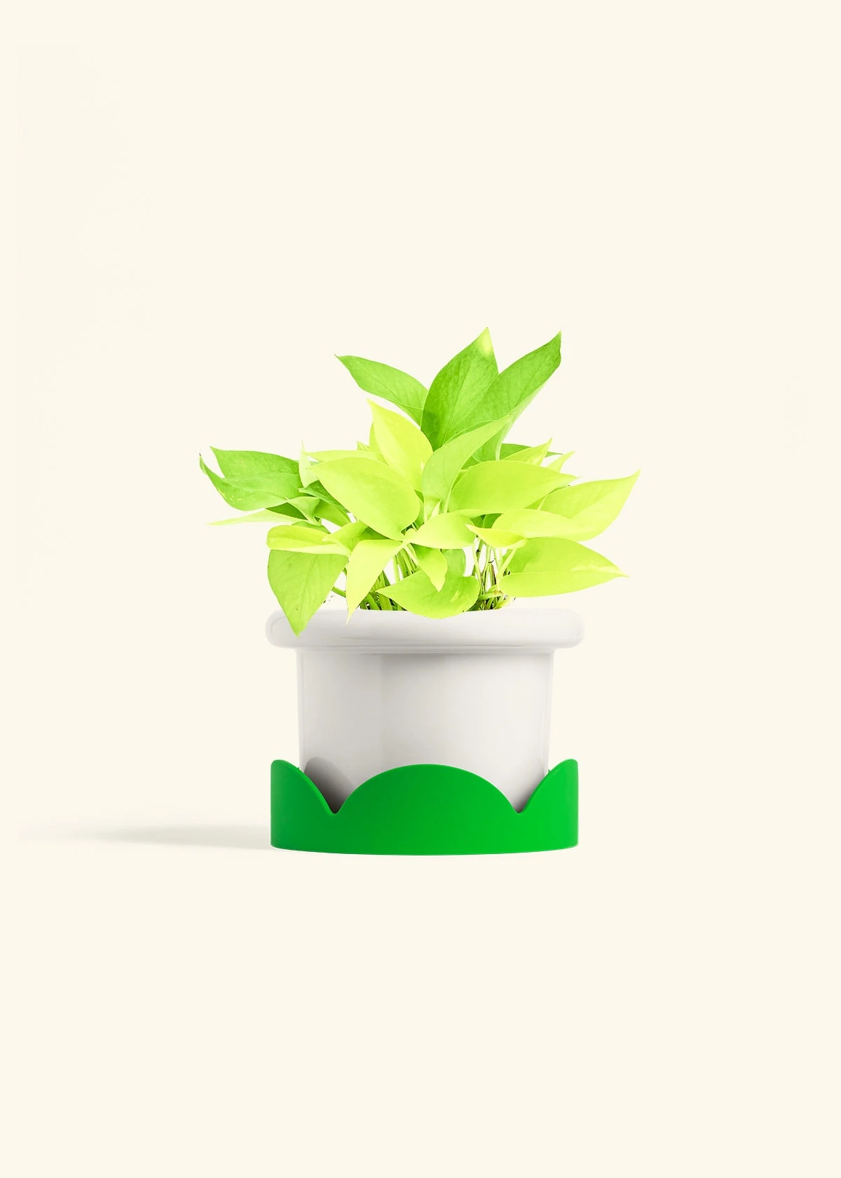 Neon Pothos, Medium 6 Neon Pothos, Medium - Image 4