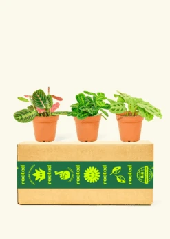 Assorted Prayer Plant Box, Small