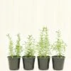 Rosemary, 4 Pack -Home Living Store ROSEMARY 4PACK