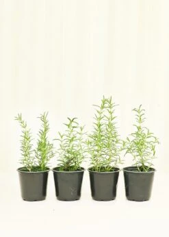 Rosemary, 4 Pack