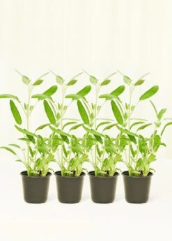 Sage, 4 Pack