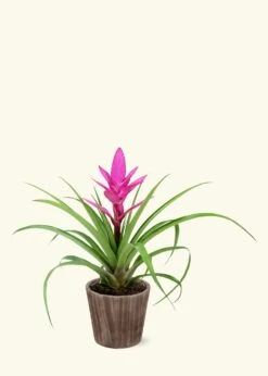 Pink Bromeliad, Medium -Home Living Store SMALLBROMELIAD0000