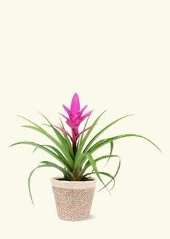 Pink Bromeliad, Medium -Home Living Store SMALLBROMELIAD0001